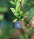 Черна боровинка - Vaccinium myrtillus L