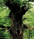 Дъб /кори/ - Cortex Quercus L.