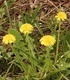 Глухарче - Taraxacum Officinale