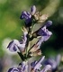 Градински чай - Salvia Officinalis