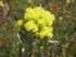 Жълт Смин - Helichrysum arenarium L.