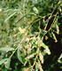 Бяла върба - Salix Аlba