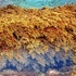 Кафяво морско водорасло - Cystoseria Barbata L.