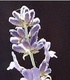 Лавандула - Lavandula Angustifolia