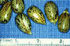 Морска краставичка - Ecbalium Elaterium L.