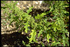 Огниче - Chenopodium Botrys L.