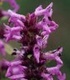 Ранилист - Betonica Officinalis