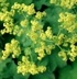 Цариче - Alchemilla Vulgaris L.