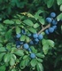 Трънка - Prunus Spinosa