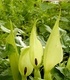 Змийски лапад - Arum Maculatum L.